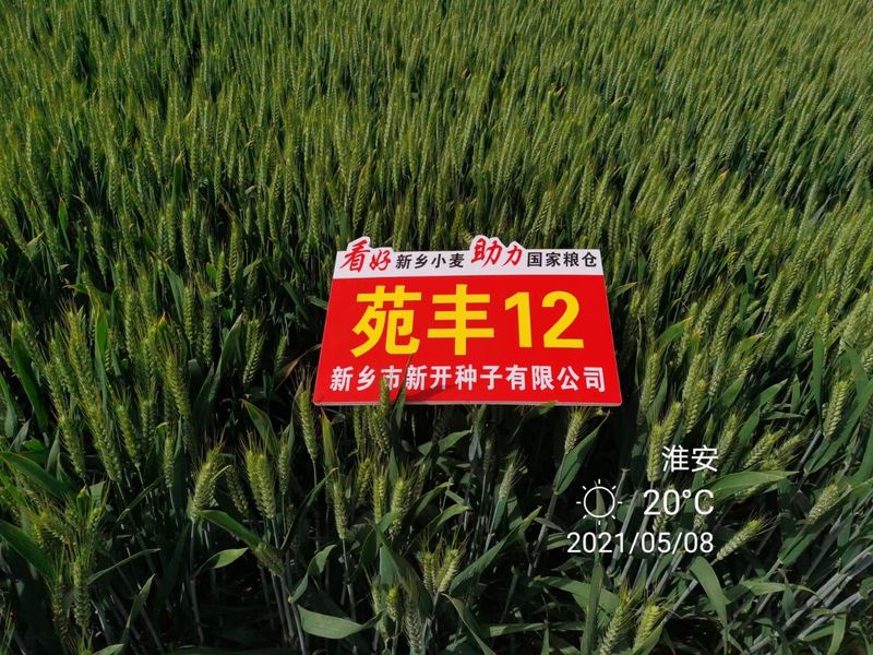 苑丰12，淮安市大田表现