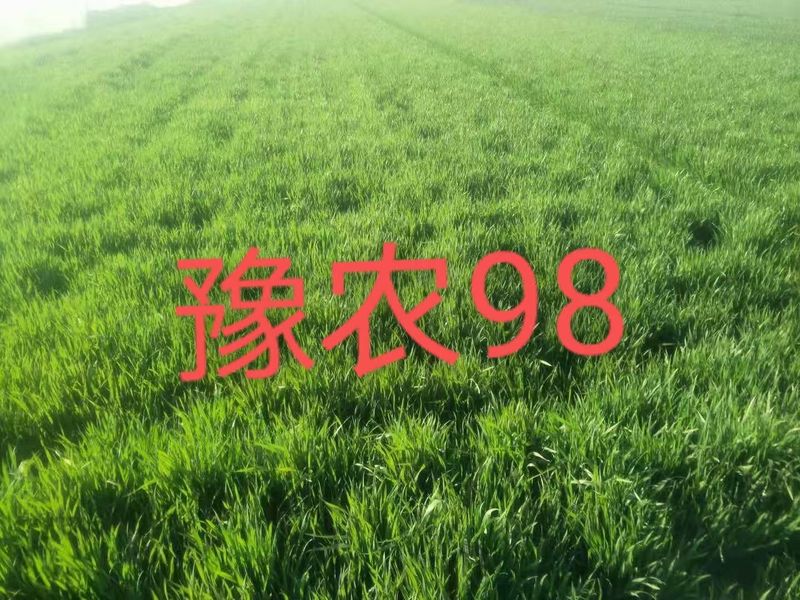 豫农98试验基地