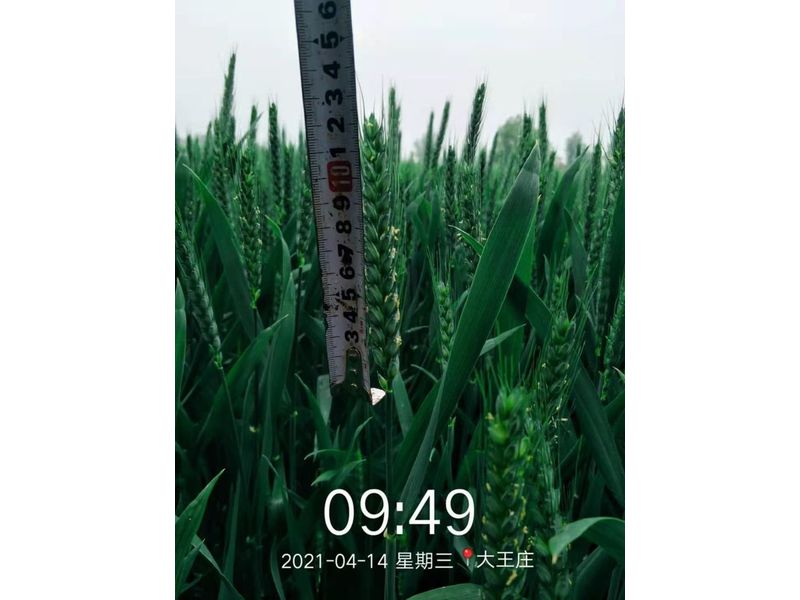 安徽临泉，苑丰12，大田表现